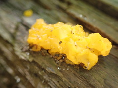 Dacrymyces