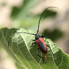 Purpuricenus kaehleri