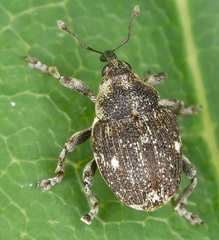 Nedyus quadrimaculatus