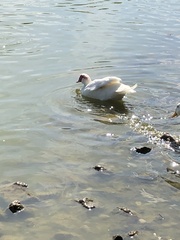 Cairina moschata domestica