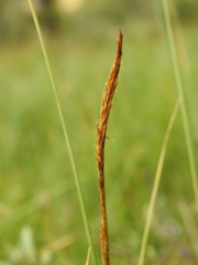 Carex rostrata