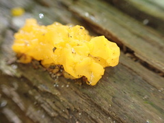 Dacrymyces