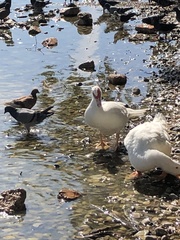 Cairina moschata domestica