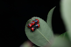 Poecilocoris latus