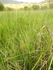 Carex rostrata