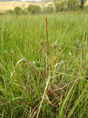 Carex rostrata