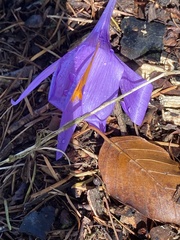 Crocus nudiflorus
