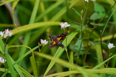 Neogurelca himachala