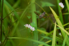 Neogurelca himachala