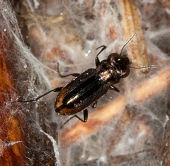 Notiophilus biguttatus
