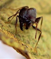 Pheidole liengmei