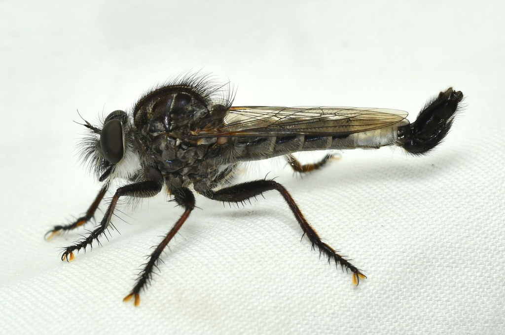 Williston Hammertail