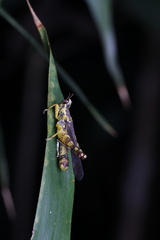 China mantispoides