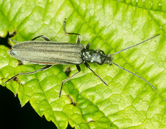 Oedemera lurida
