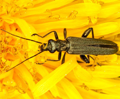 Oedemera virescens