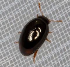Olibrus bimaculatus