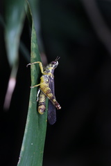 China mantispoides
