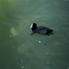 Fulica atra
