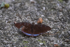 Tanaecia whiteheadi