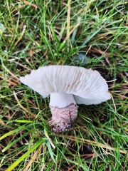 Lepiota brunneoincarnata