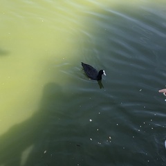 Fulica atra