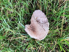Lepiota brunneoincarnata