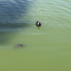 Fulica atra
