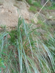 Austroderia fulvida