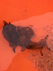 Aplysiidae