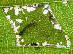 Phyllonorycter nicellii