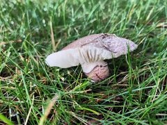 Lepiota brunneoincarnata