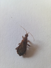 Himacerus mirmicoides