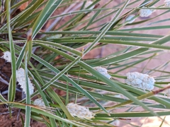 Lomandra leucocephala
