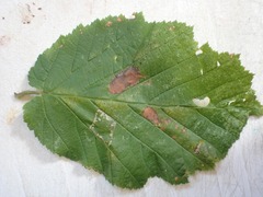 Phyllonorycter nicellii