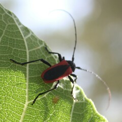 Purpuricenus kaehleri