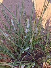 Lomandra leucocephala