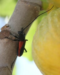 Purpuricenus kaehleri