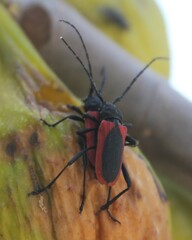 Purpuricenus kaehleri