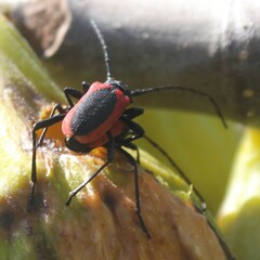 Purpuricenus kaehleri