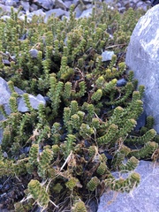 Veronica haastii