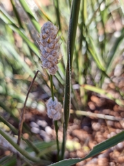Lomandra leucocephala