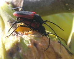 Purpuricenus kaehleri