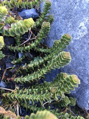 Veronica haastii
