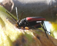 Purpuricenus kaehleri