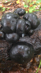 Daldinia concentrica