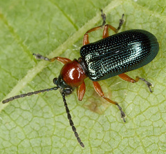 Oulema melanopus