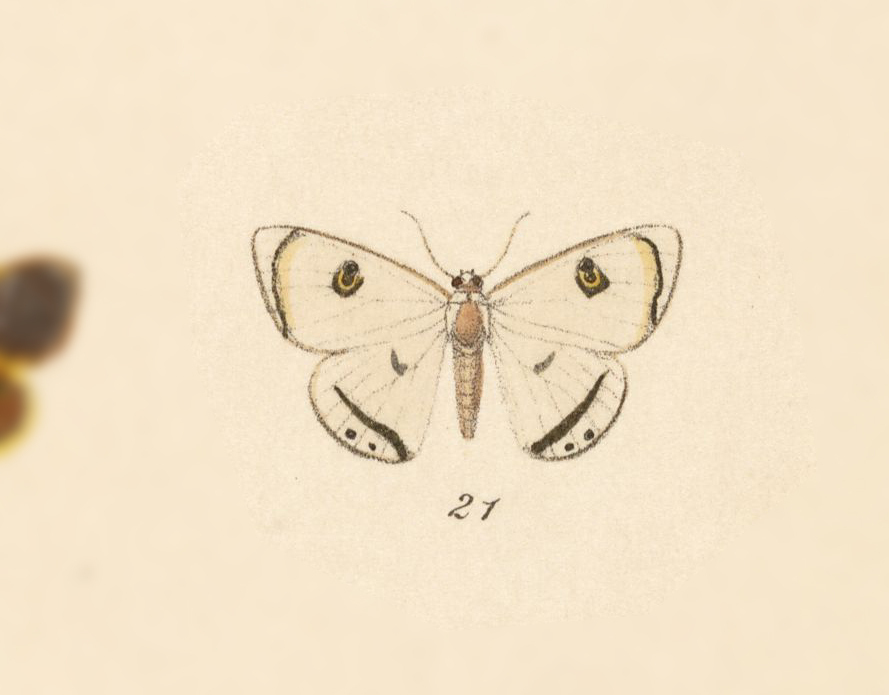 Argyrotome alba