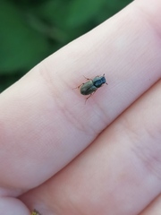 Melinopterus