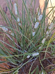Lomandra leucocephala