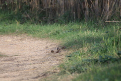 Panurus biarmicus
